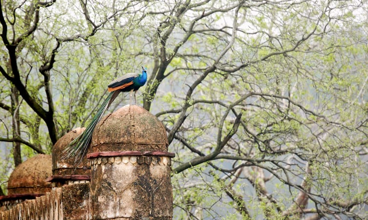 Naharghar-fort