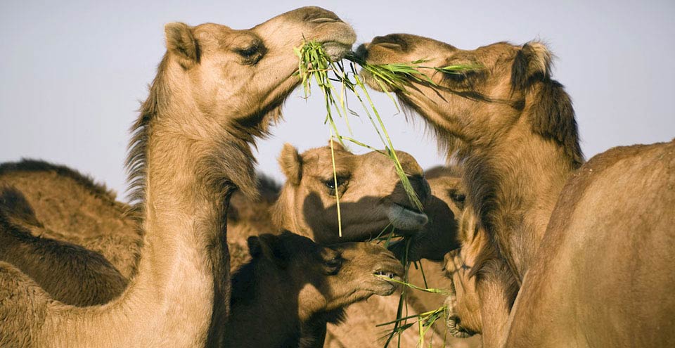 Camel Research Center