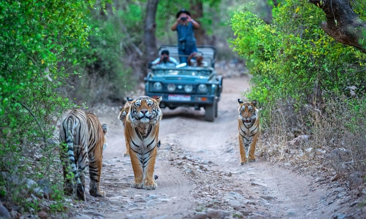 Ranthambore