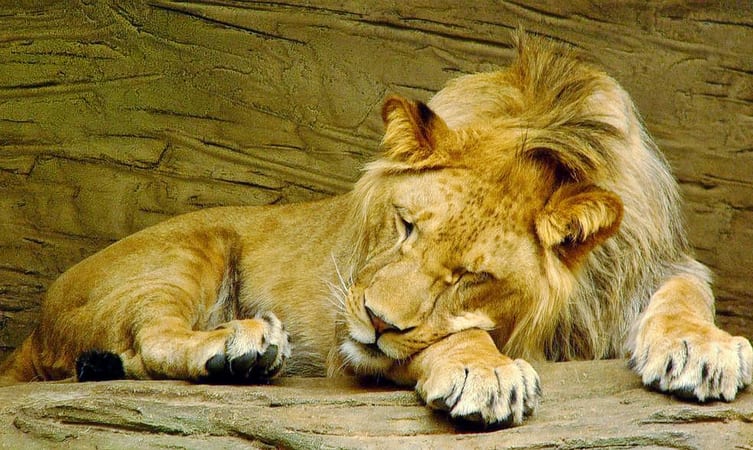 Cultural performances